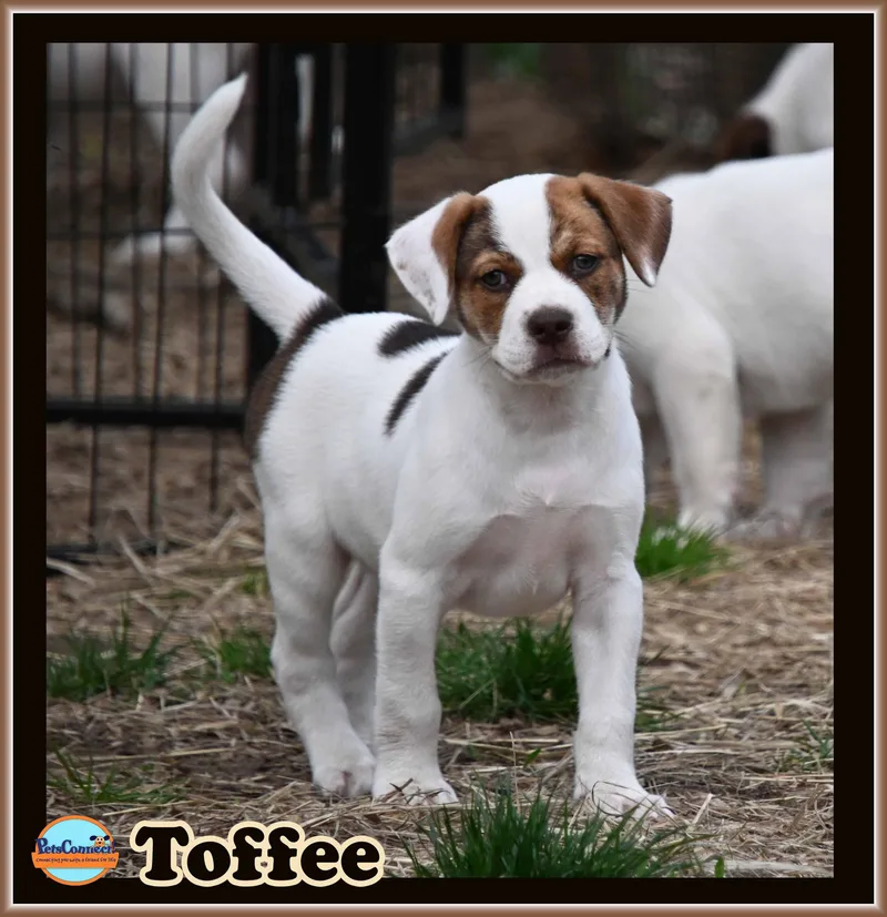 Toffee thumbnail 3