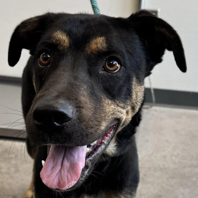 An adult large-sized male Mixed Breed dog named Grams for adoption in Las Cruces, NM