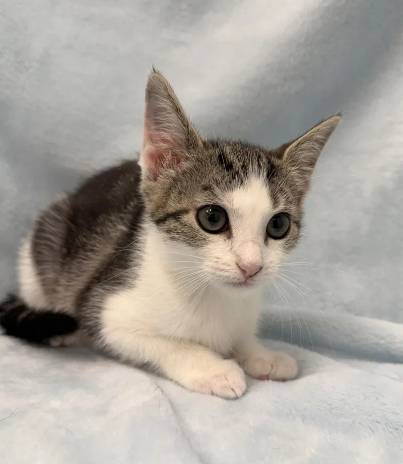 A baby medium-sized female Tabby (Gray / Blue / Silver) Domestic Short Hair cat named Bagel for adoption in Greensboro, NC