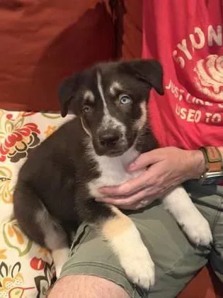 A baby small-sized male Mixed Breed dog named Patchouli Pink for adoption in Chamblee, GA