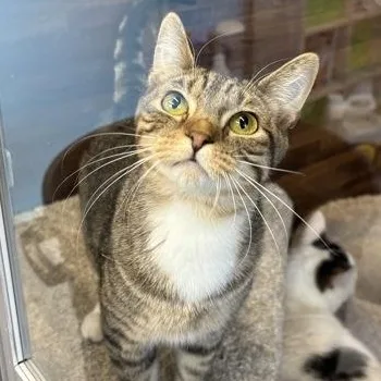 A baby small-sized female Domestic Short Hair cat named Belle for adoption in Rapid City, SD