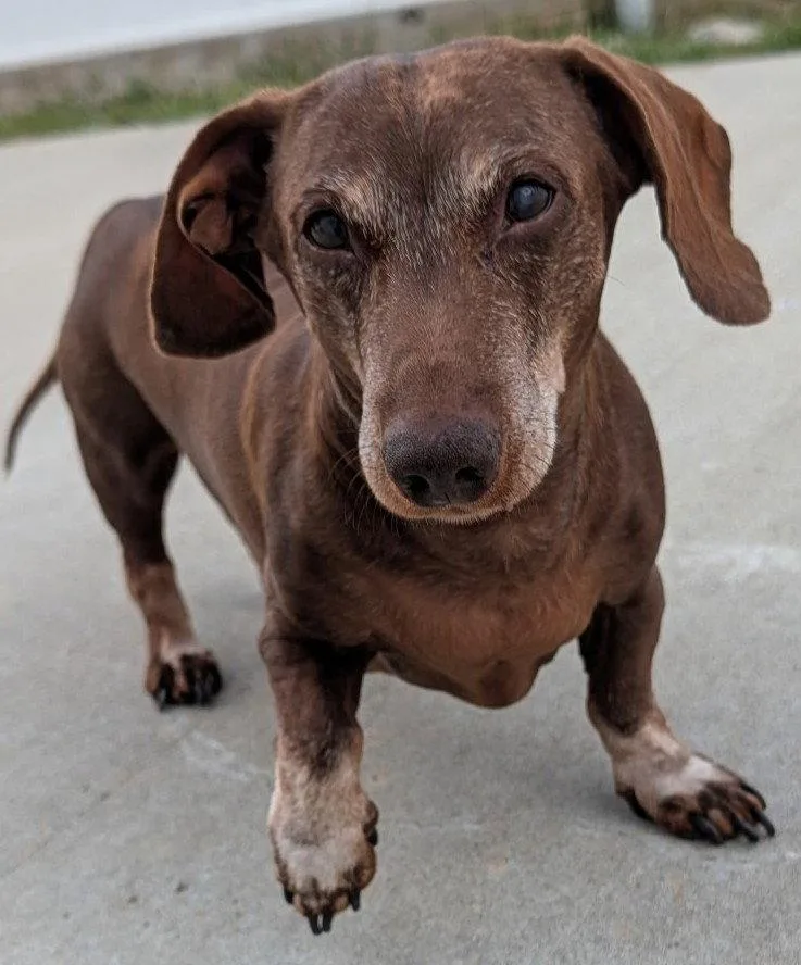 A senior small-sized male Dachshund dog named Cooper in NY for adoption in Shelbyville, TN