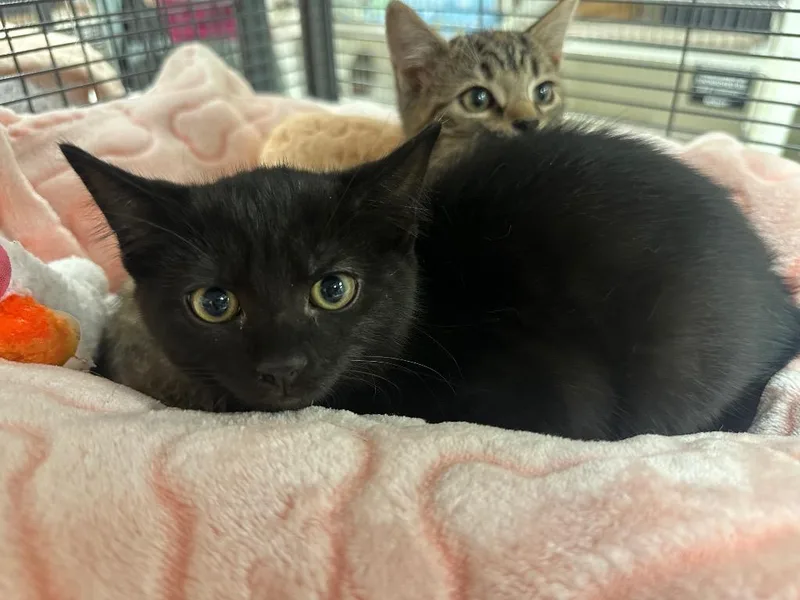 A baby medium-sized male Domestic Short Hair cat named Walt Whiskers for adoption in Johnson City, TN