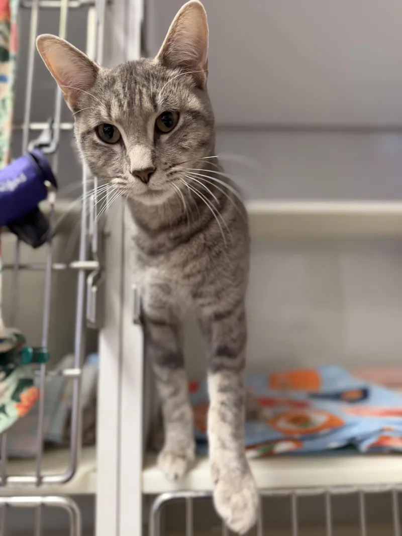 A young medium-sized female Domestic Short Hair cat named Luminaria for adoption in Lincoln, CA