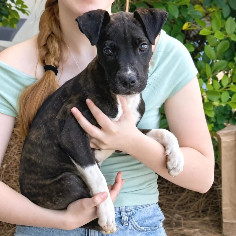 A baby medium-sized male Brindle Terrier dog named Tommy Tube Socks for adoption in Helena, AL