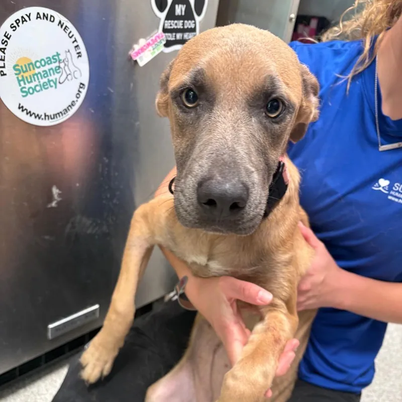 A young medium-sized female Yellow / Tan / Blond / Fawn Mixed Breed dog named Puma for adoption in Englewood, FL