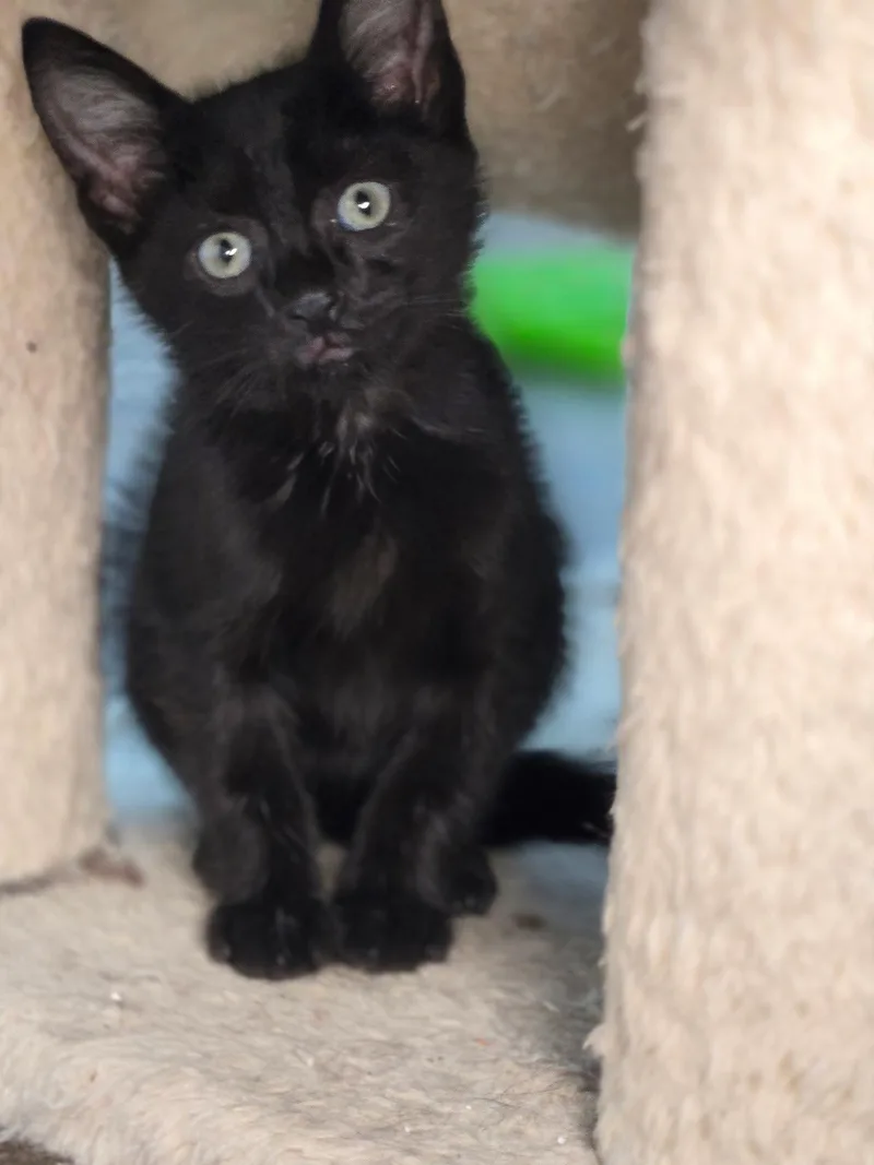 A young medium-sized male Domestic Short Hair cat named Evander for adoption in Chatsworth, GA
