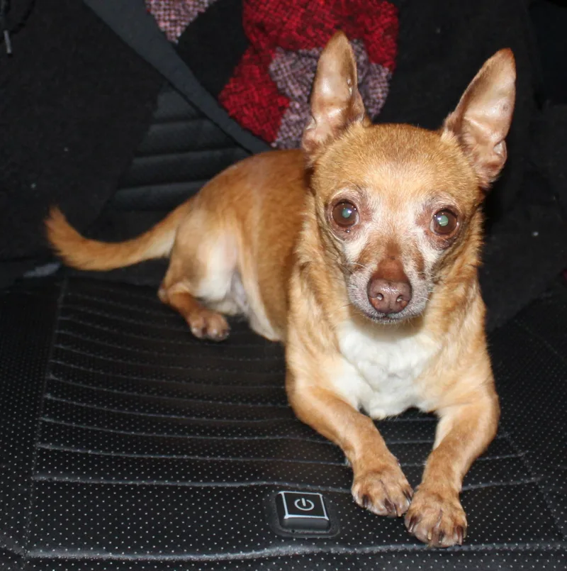 An adult small-sized male Brown / Chocolate Chihuahua dog named Choco for adoption in Huron, SD