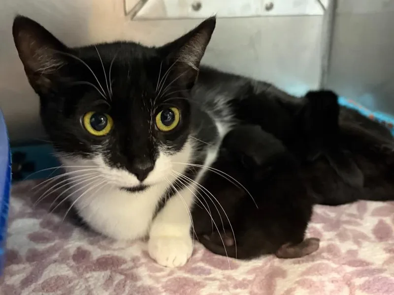 A young medium-sized female Domestic Short Hair cat named Tiny Dancer for adoption in Huntington, IN