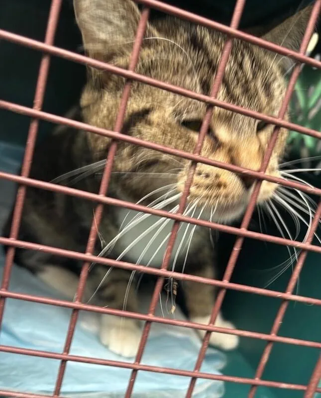 An adult medium-sized female Brown / Chocolate Domestic Medium Hair cat named Mama Kettle Corn for adoption in Grand Rapids, MI