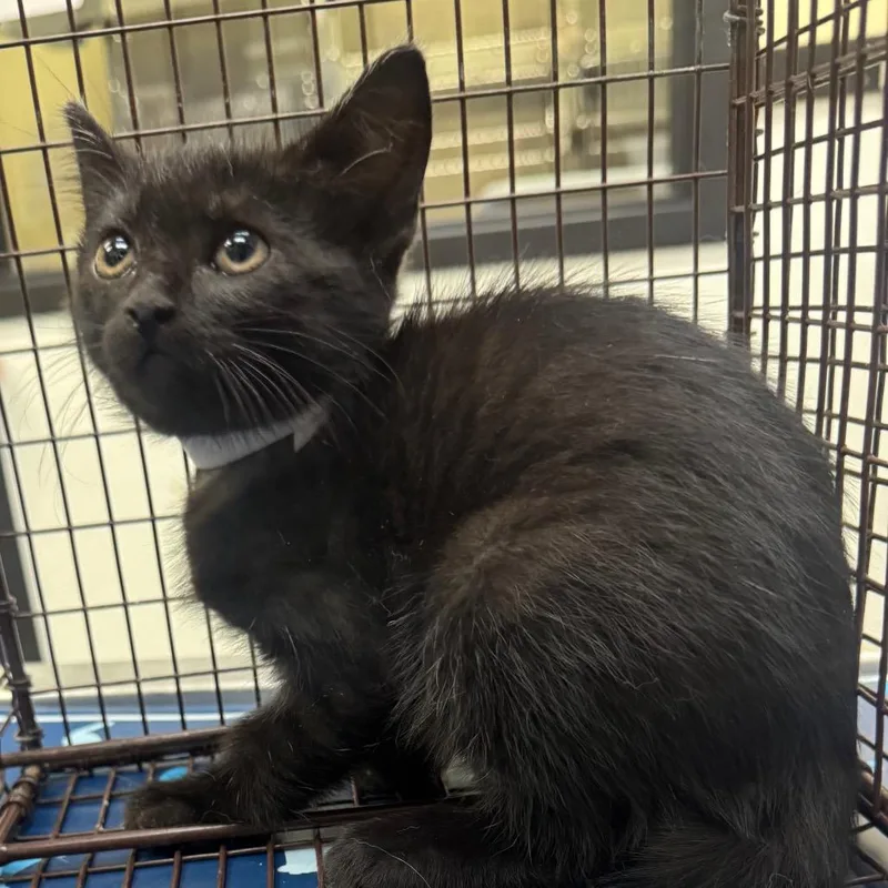 A baby small-sized male Black Domestic Short Hair cat named Drac for adoption in Galveston, TX
