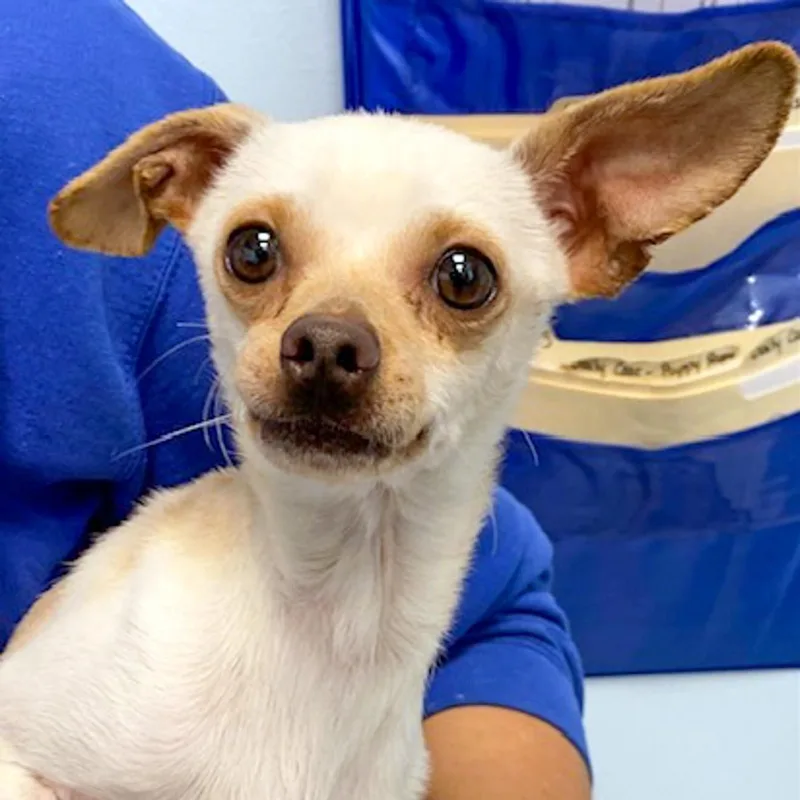 An adult small-sized female White / Cream Chihuahua dog named Cletus for adoption in Albany, NY