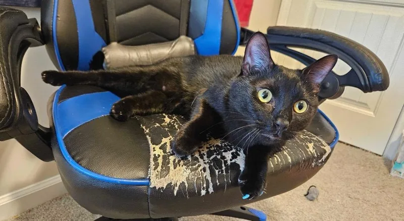 A young medium-sized male Domestic Short Hair cat named Vinncent for adoption in Raleigh, NC