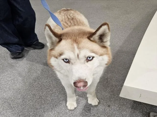 An adult large-sized male Siberian Husky dog named Basco for adoption in Los Angeles, CA