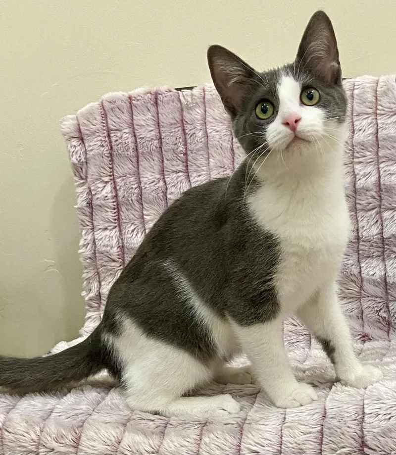 A young medium-sized male Domestic Medium Hair cat named Jasper & Mica for adoption in Manitou Springs, CO
