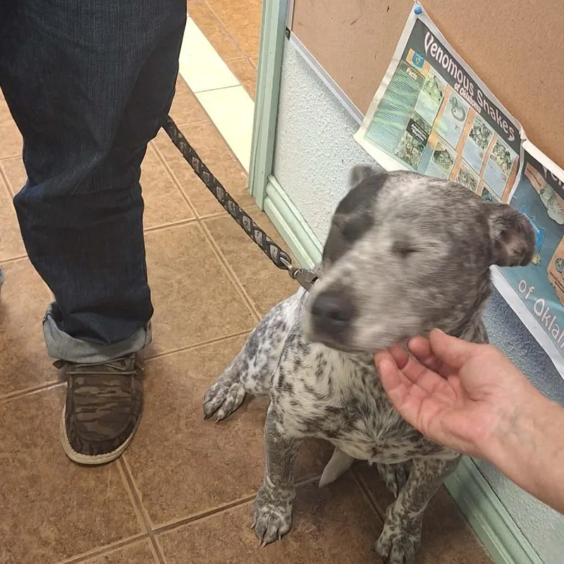 A young medium-sized male Gray / Blue / Silver Australian Cattle Dog / Blue Heeler dog named Diesel for adoption in Madill, OK