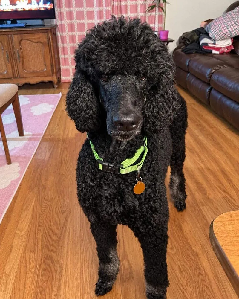 An adult large-sized male Standard Poodle dog named Big Al for adoption in Rochester, NY