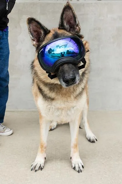An adult large-sized male German Shepherd Dog dog named Thor for adoption in Longmont, CO
