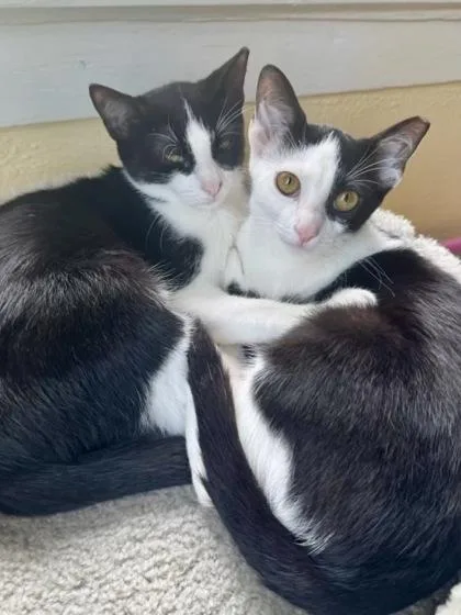 Ladybird thumbnail 3