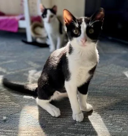 Ladybird thumbnail 5