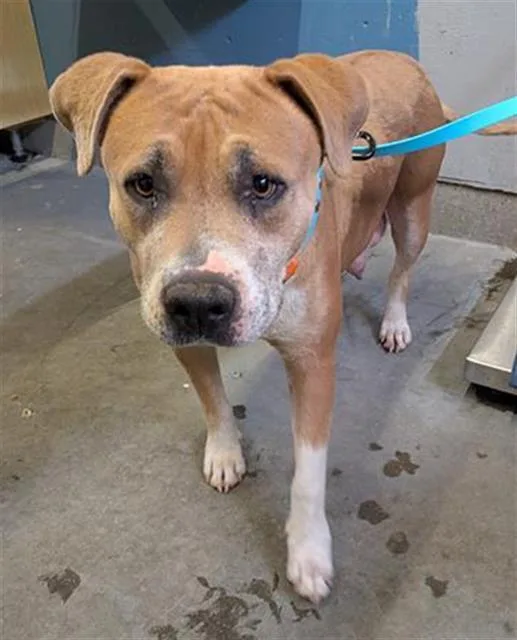 An adult large-sized female Pit Bull Terrier dog named Annabelle for adoption in Camarillo, CA