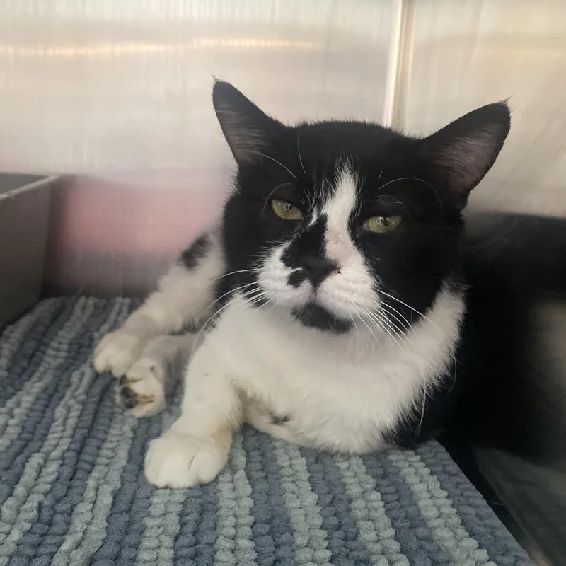 An adult small-sized male Black Domestic Short Hair cat named Rex for adoption in West Des Moines, IA