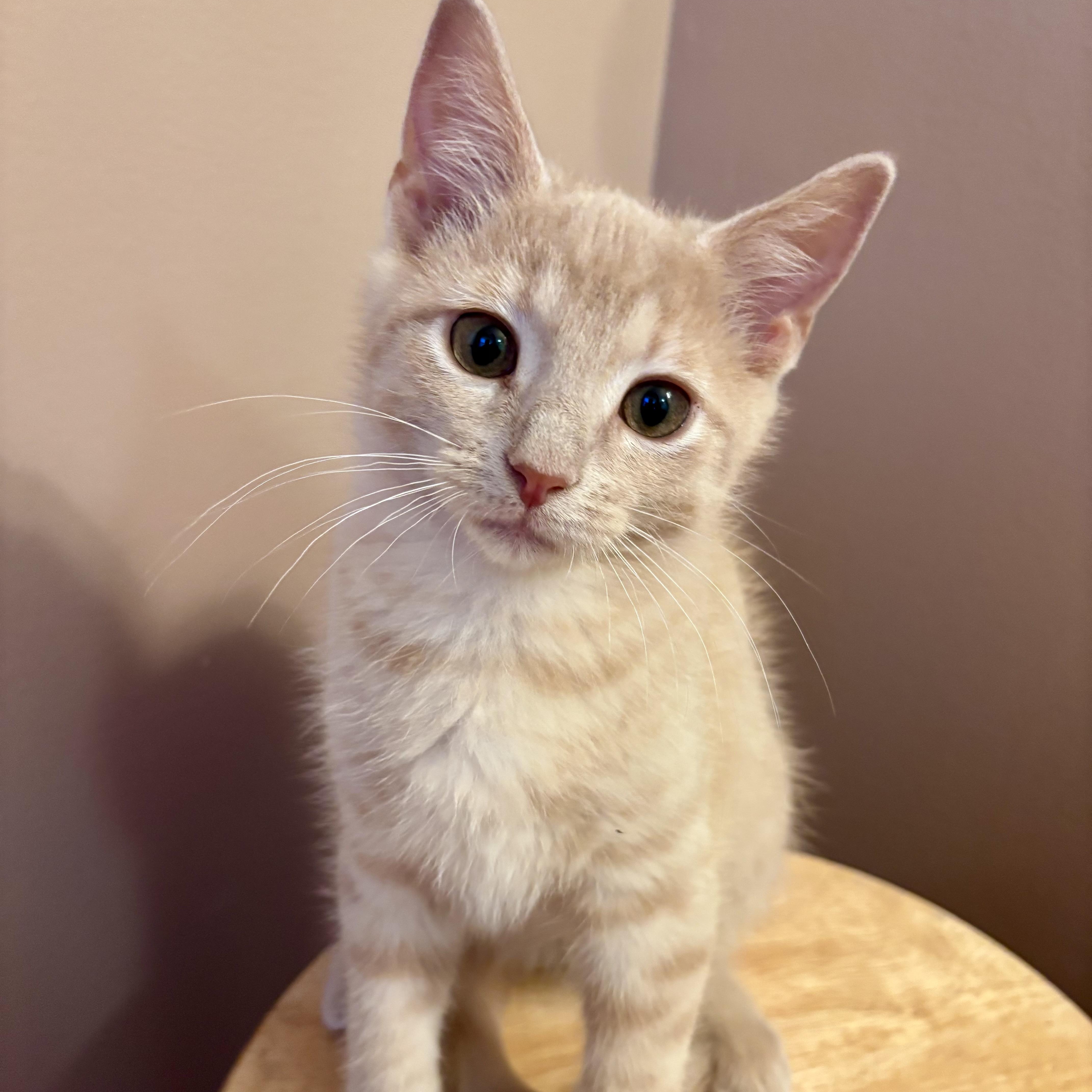 A baby small-sized male Buff / Tan / Fawn Domestic Short Hair cat named Speedy  Best Friends for adoption in West Jefferson, OH