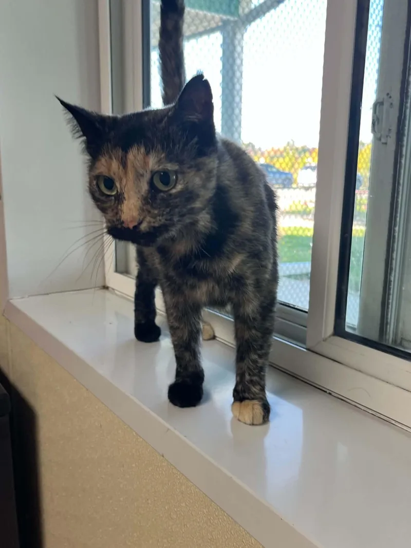 An adult medium-sized female Tortoiseshell cat named Ingrid for adoption in Austin, MN