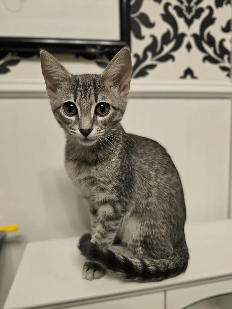 A baby small-sized female Domestic Short Hair cat named Vivi for adoption in Roanoke, TX