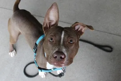 An adult large-sized male Pit Bull Terrier dog named Owen for adoption in Kansas City, MO