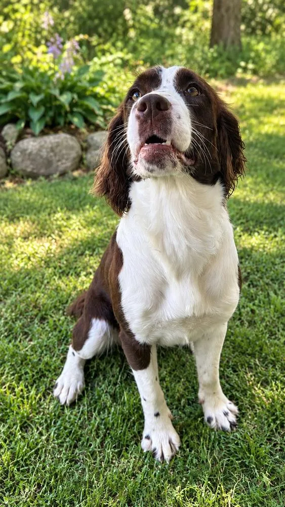 A baby medium-sized female English Springer Spaniel dog named Molly for adoption in White River Junction, VT