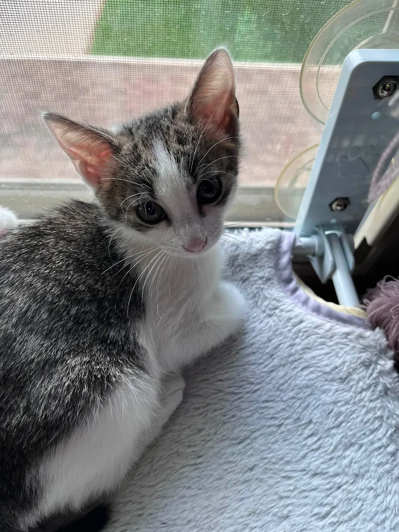 A baby medium-sized male White Tabby cat named Clubber for adoption in Omaha, NE