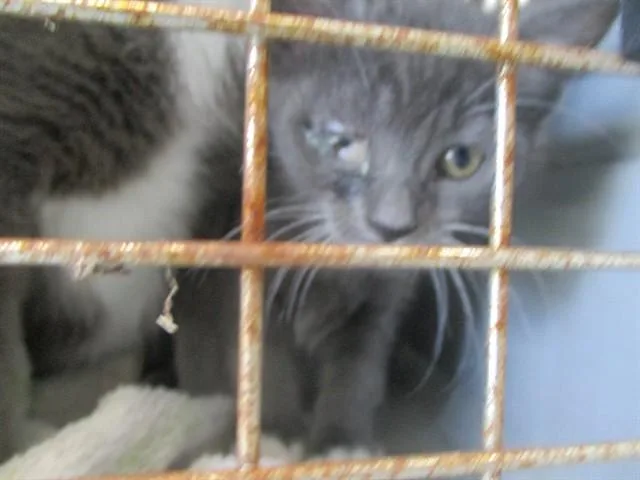 A baby small-sized female Domestic Short Hair cat named Bridgette for adoption in Ocala, FL