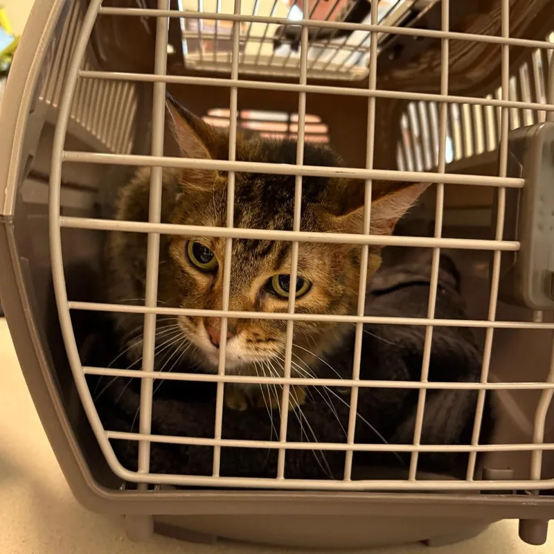 An adult medium-sized female Brown / Chocolate Domestic Short Hair cat named Vienna for adoption in League City, TX