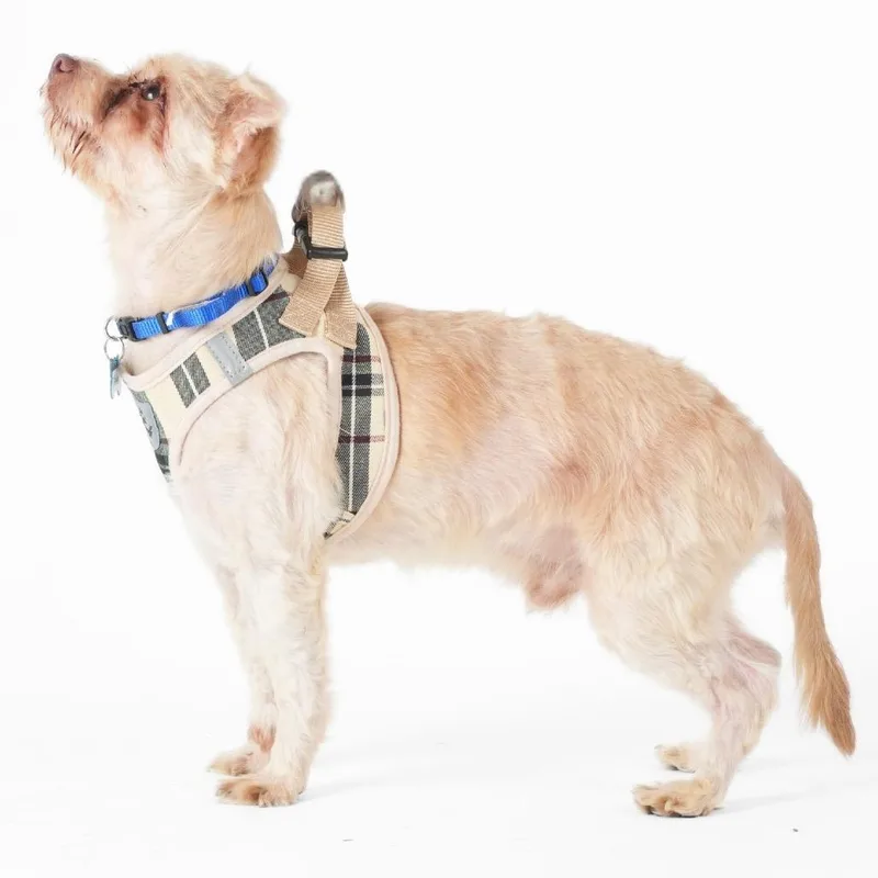 A senior small-sized male White / Cream Maltese dog named Tubular for adoption in San Francisco, CA