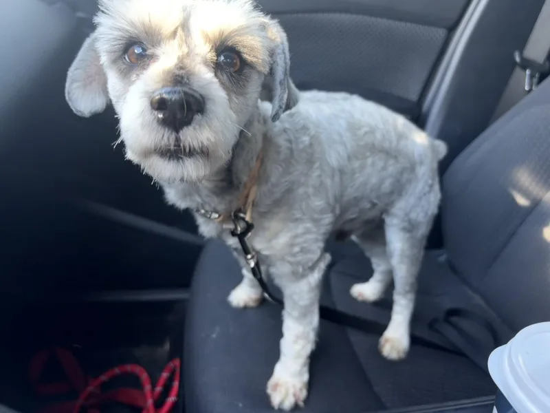 A young small-sized male Gray / Blue / Silver Miniature Schnauzer dog named Nelson for adoption in Broken Arrow, OK