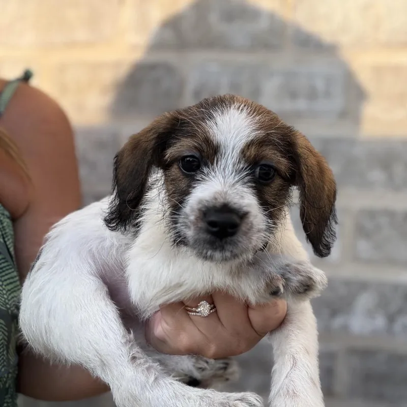 A baby small-sized female White / Cream Havanese dog named Malia for adoption in Baton Rouge, LA