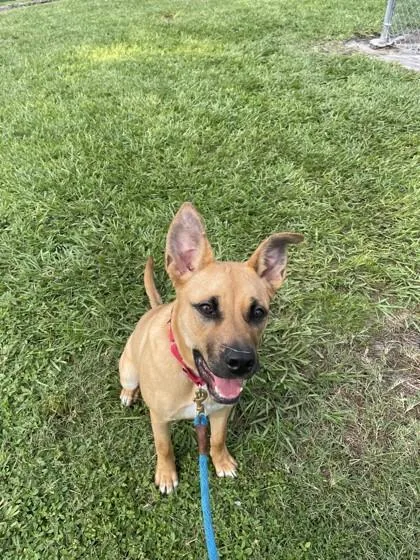 An adult medium-sized female Mixed Breed dog named Melody for adoption in Vero Beach, FL