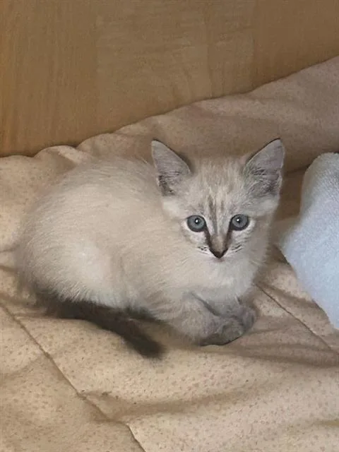 A baby small-sized female Domestic Short Hair cat named Sunshine for adoption in Tustin, CA