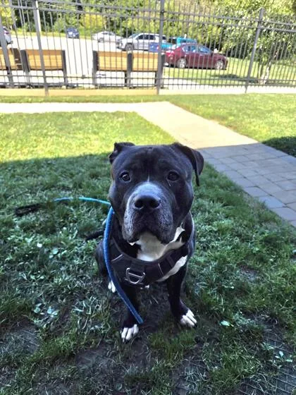 An adult medium-sized male Mixed Breed dog named Rico for adoption in Fallston, MD