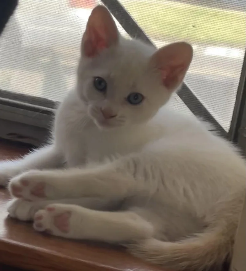 A baby small-sized male Domestic Short Hair cat named Bello for adoption in South Pasadena, CA