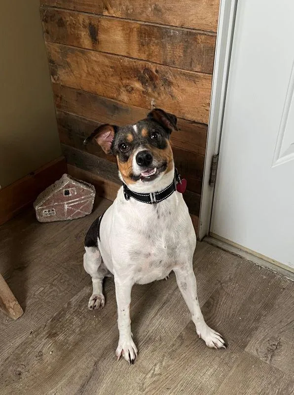 An adult medium-sized female Terrier dog named Maybelle for adoption in Genoa, IL