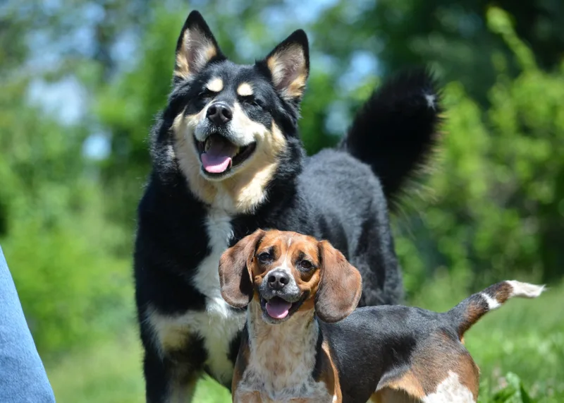 An adult large-sized female Bicolor Siberian Husky dog named Yuna Aka Buggy for adoption in Amissville, VA