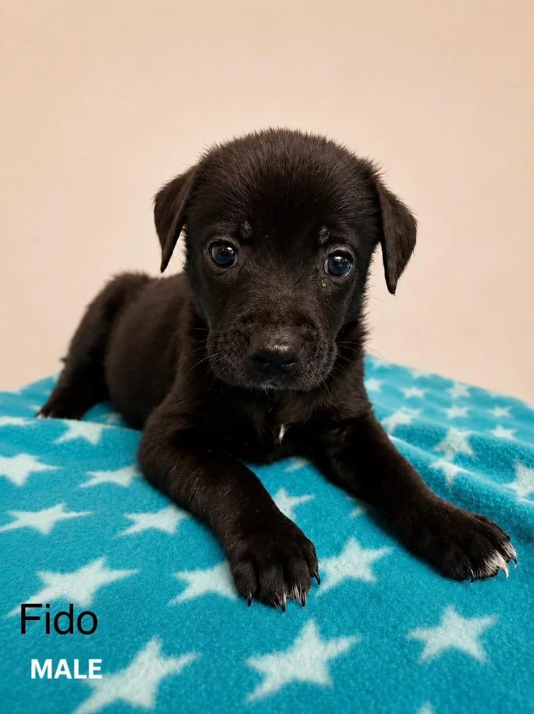 Fido thumbnail 2