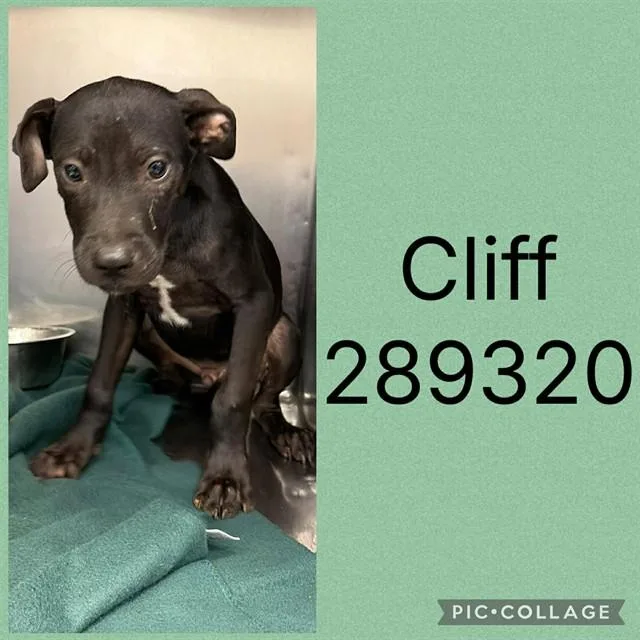 A baby small-sized male Mixed Breed dog named Cliff for adoption in Macon, GA