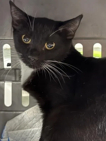 A baby small-sized unknown Domestic Short Hair cat named Deedee for adoption in Gainesville, FL