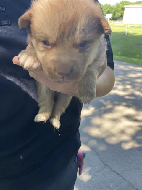A baby medium-sized female Mixed Breed dog named Jade for adoption in Dallas, TX