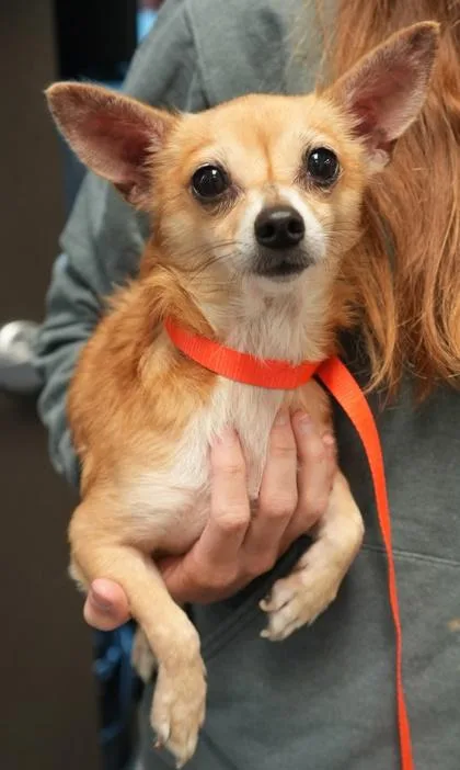 An adult small-sized male Chihuahua dog named Scooby for adoption in Bowling Green, KY