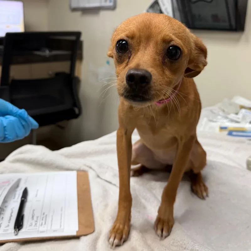 An adult small-sized female Brown / Chocolate Chihuahua dog named Vivian for adoption in Lakeland, FL