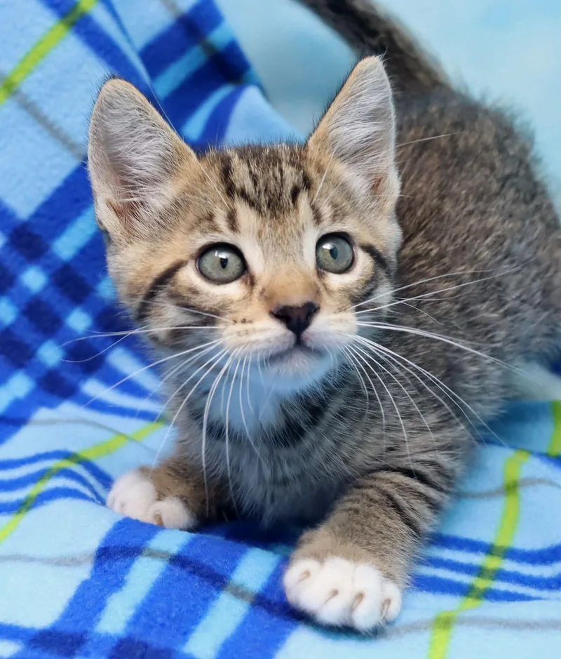 A baby medium-sized male Tabby (Buff / Tan / Fawn) Domestic Short Hair cat named Manilow for adoption in Tierra Verde, FL